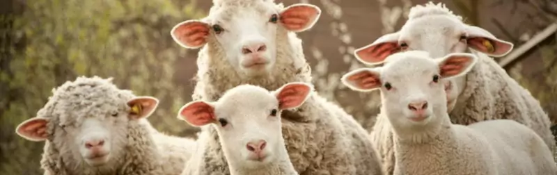 /20240326_rm_ochrana_zvirat_v_katolicke_cirkvi/featured-image-preview.webp /20240326_rm_ochrana_zvirat_v_katolicke_cirkvi/featured-image-preview.webp