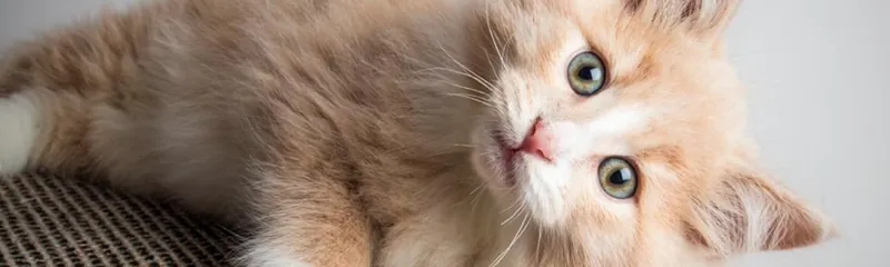 /20250722_kd_laska_ke_zviratum/featured-image-preview.webp /20250722_kd_laska_ke_zviratum/featured-image-preview.webp